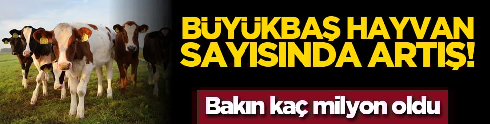Büyükbaş hayvan sayısında artış! Bakın kaç milyon oldu