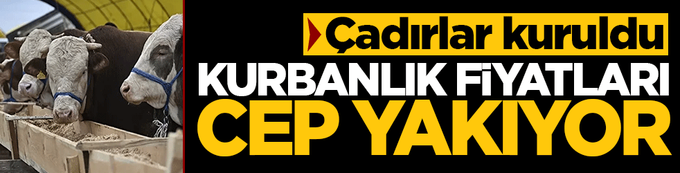 Çadırlar kuruldu, pazarlıklar başladı: Kurbanlık fiyatları cep yakıyor! İşte 2026 kurban fiyat listesi