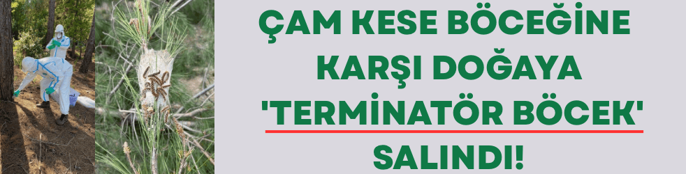 Çam kese böceğine karşı doğaya 'terminatör böcek' salındı
