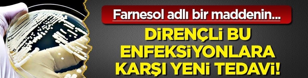 Candidozyma auris adlı mantara karşı ciddi çalışma! Mantarların çoğalma ve iletişim mekanizmaları... 