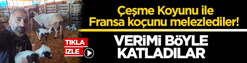 Çeşme Koyunu ile Fransa koçunu melezlediler! Verimi böyle katladılar
