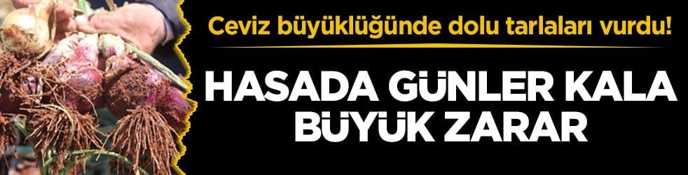 Ceviz büyüklüğünde dolu tarlaları vurdu! Hasada günler kala büyük zarar