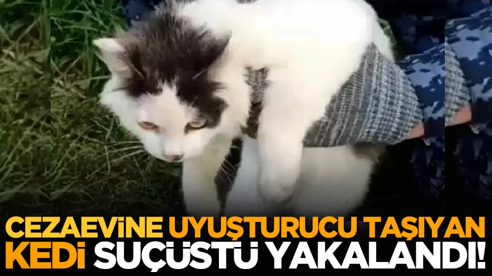 Cezaevine uyuşturucu taşıyan kedi suçüstü yakalandı!