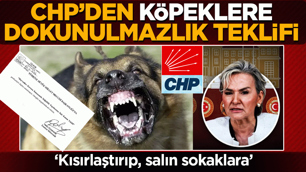 CHP’den köpeklere dokunulmazlık teklifi: ‘Kısırlaştırıp salın sokaklara!