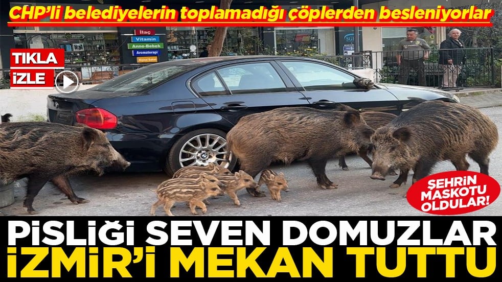 CHP’li belediyelerin toplamadığı çöplerden besleniyorlar Pisliği seven domuzlar İzmir' mekan tuttu