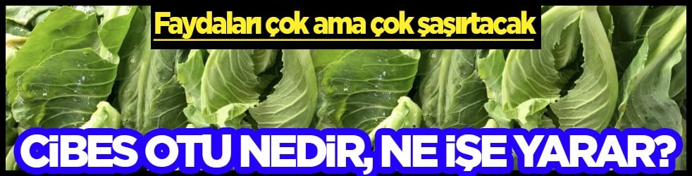 Cibes otu nedir, ne işe yarar ve nerede yetişir? Cibes otunun faydaları nelerdir...