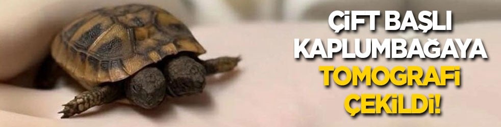 Çift başlı kaplumbağaya tomografi çekildi