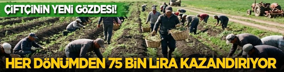 Çiftçinin yeni gözdesi! Bir kez ekilip 15 yıl hasat ediliyor: Her dönümden 75 bin lira kazandırıyor