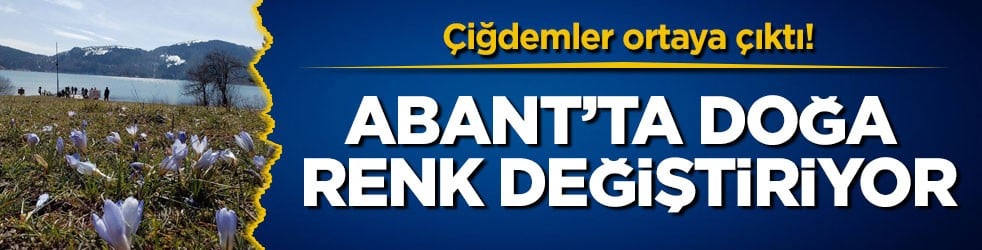 Çiğdemler ortaya çıktı! Abant’ta doğa renk değiştiriyor