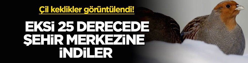 Çil keklikler görüntülendi! Eksi 25 derecede şehir merkezine indiler