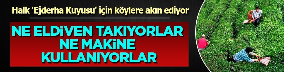Çılgın üretim: Çayın kilosu 290 bin lira... Makine kullanmıyorlar, yalnızca elle toplanıyor