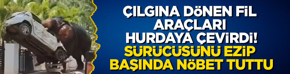 Çılgına dönen fil araçları hurdaya çevirdi, sürücüsünü ezip başında nöbet tuttu