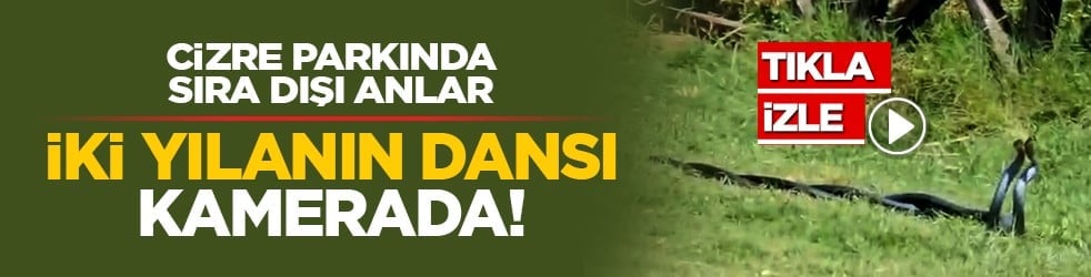 Cizre Parkında sıra dışı anlar: İki yılanın dansı kamerada!