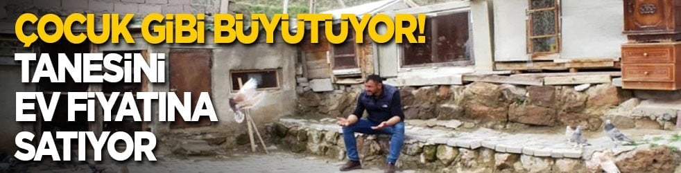 Çocuk gibi büyütüyor! Tek bir tanesini ev fiyatına satıyor