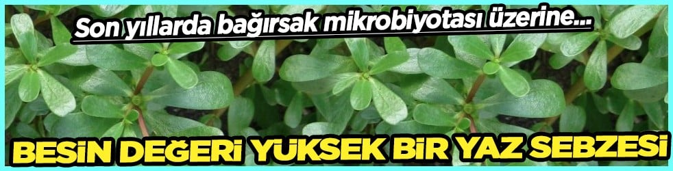 Çok sevilen en değerli yaz sebzesi: Tüketince tam bir oyun değiştirici oluyor! Lif açısından zengin vitamin deposu