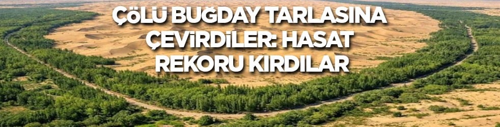 Çölü buğday tarlasına çevirdiler: Hasat rekoru kırdılar