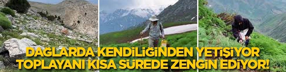 Dağlarda kendiliğinden yetişiyor toplayanı kısa sürede zengin ediyor!