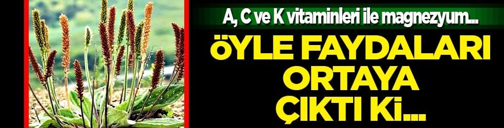 Damar Otu (Sinirli Ot)'un faydaları o kadar çok ki... Çiçekleri ile şaşırtıyor 