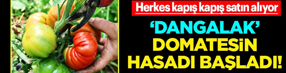 Dangalak domatesin hasadı başladı! Kilosu 100 liradan satılıyor! Herkes kapış kapış satın alıyor... Sofrada yer açın