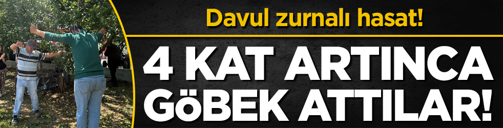 Davullu zurnalı hasat! 4 kat artınca göbek attılar!