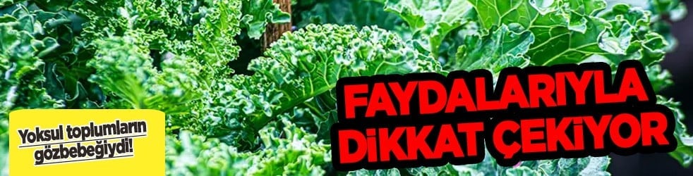 Değerini bilmiyoruz! Meğer süper gıda: Lahana yoksul toplumların gözbebeğiydi! C vitamini deposu, yiyin etkileyecek...