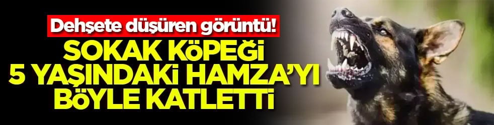 Dehşete düşüren görüntü! Sokak köpeği 5 yaşındaki Hamza'yı böyle katletti