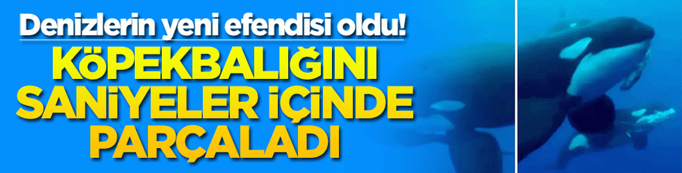Denizlerin yeni efendisi oldu! Köpekbalığını saniyeler içinde parçaladı