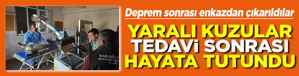 Deprem sonrası enkazdan çıkarıldılar Yaralı kuzular tedavi sonrası hayata tutundu