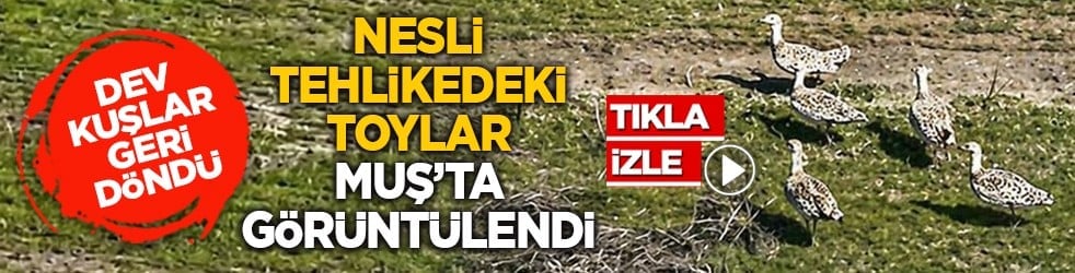 Dev kuşlar geri döndü: Nesli tehlikedeki Toylar Muş’ta görüntülendi