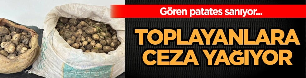 Doğa içinde kendiliğinden yetişiyor: Gören patates sanıyor ama salep yumrularını toplayanlara ceza yağdı