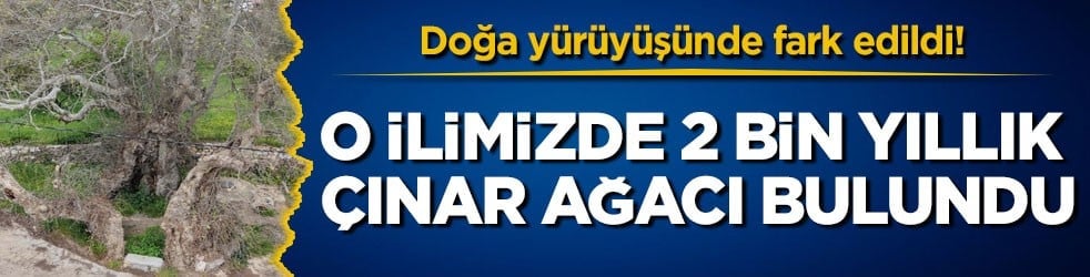 Doğa yürüyüşünde fark edildi! O ilimizde 2 bin yıllık çınar ağacı bulundu