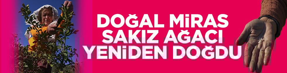 Doğal miras sakız ağacı yeniden doğdu