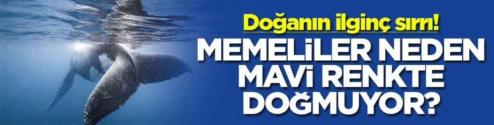 Doğanın ilginç sırrı: Memeliler neden mavi renkte doğmuyor?