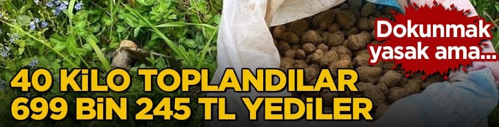 Dokunmak yasak ama... 40 kilo toplandılar 699 bin 245 TL yediler