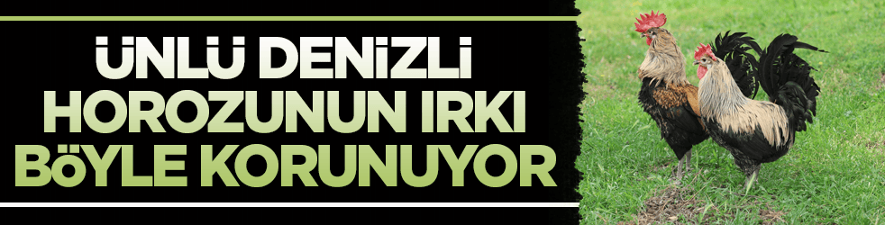 Dünyaca ünlü Denizli horozunun ırkı böyle korunuyor