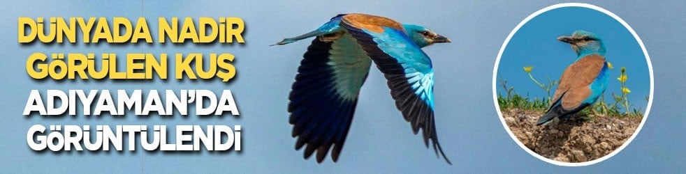 Dünyada nadir görülen kuş Adıyaman’da görüntülendi