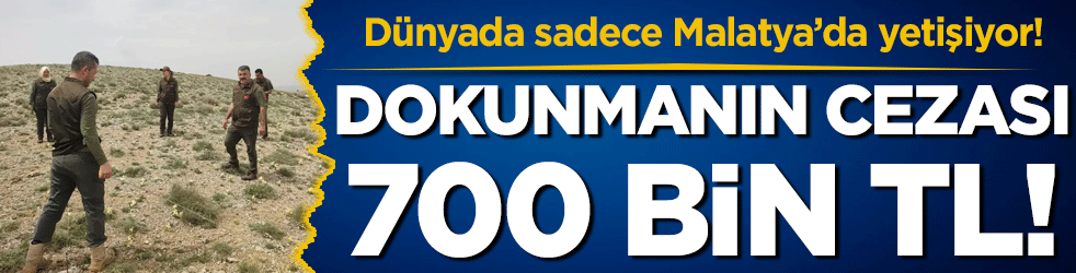 Dünyada sadece Malatya'da yetişiyor! Koparmanın cezası 700 bin lira!