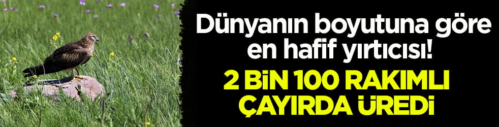 Dünyanın boyutuna göre en hafif yırtıcısı! 2 bin 100 rakımlı çayırda üredi