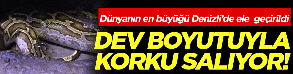 Dünyanın en büyüğü Denizli'de ele geçirildi! Dev boyutuyla korku salıyor!