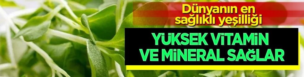 Dünyanın en sağlıklı yeşilliği: Su teresi nedir, nasıl tüketilir? Uzmanından çarpıcı öneri! 