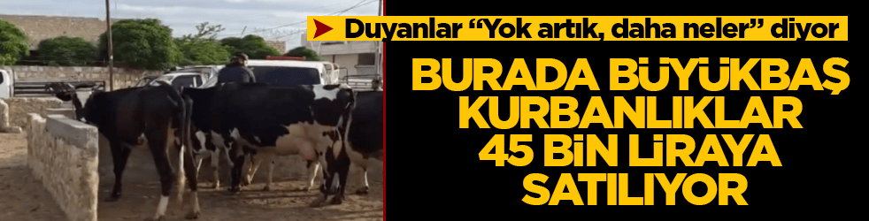 Duyanlar "Yok artık, daha neler" diyor! Burada büyükbaş kurbanlıklar 45 bin liraya satılıyor