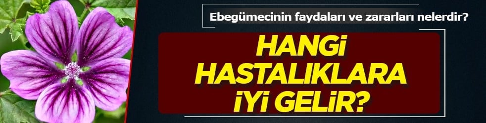  Ebegümeci bağışıklık sistemini güçlendiriyor... O hastalıklara derman olacak