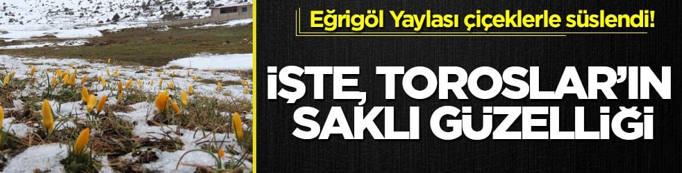 Eğrigöl Yaylası çiçeklerle süslendi! İşte, Toroslar’ın saklı güzelliği