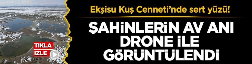 Ekşisu Kuş Cenneti’nde sert yüzü! Şahinlerin av anı drone ile görüntülendi