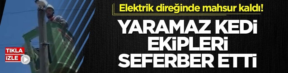 Elektrik direğinde mahsur kaldı! Yaramaz kedi ekipleri seferber etti