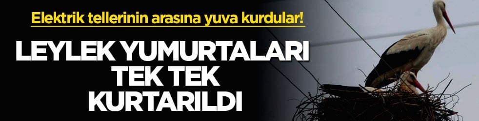 Elektrik tellerinin arasına yuva kurdular! Leylek yumurtaları tek tek kurtarıldı