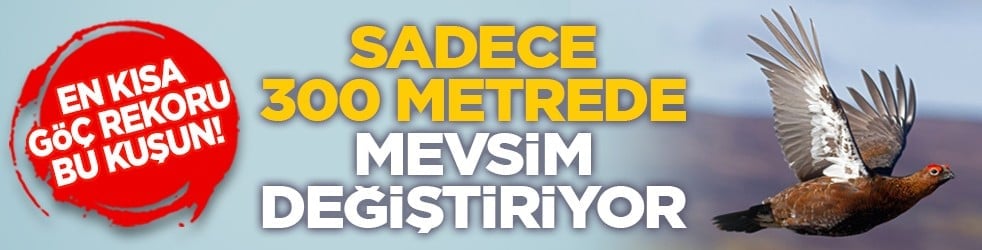 En kısa göç rekoru bu kuşun! Sadece 300 metrede mevsim değiştiriyor
