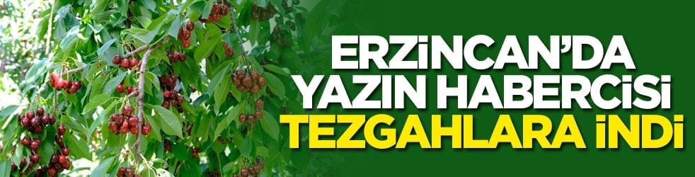 Erzincan’da yazın habercisi tezgahlara indi