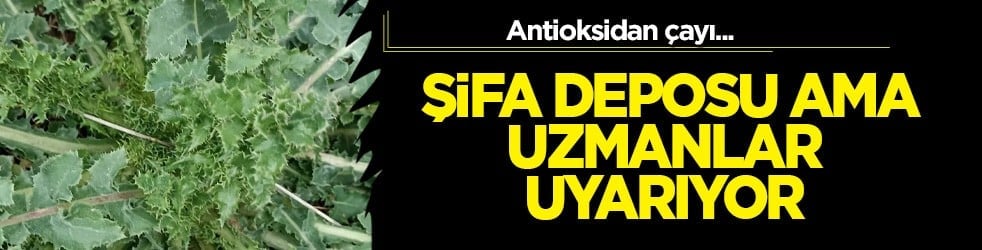  Eşek Gevreği otu: şifa dolu, antioksidan deposu olan bitki vazgeçilmez olacak! Peki, çayı nasıl yapılır?