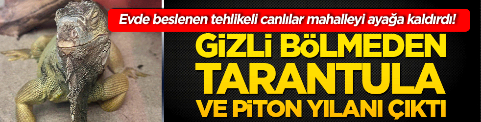 Evde beslenen tehlikeli canlılar mahalleyi ayağa kaldırdı! Gizli bölmeden tarantula ve piton yılanı çıktı!